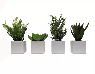 Lot de 4 mini plantes en pots carrés