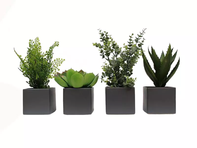 Lot de 4 mini plantes en pots carrés