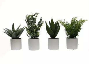 Lot de 4 mini plantes en pots cylindriques 
