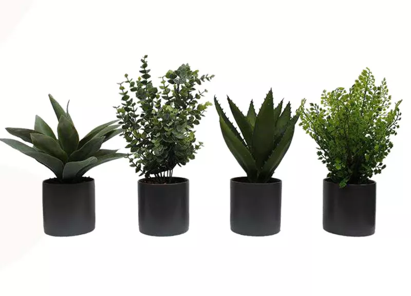 Lot de 4 mini plantes en pots cylindriques 