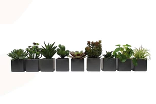 Lot de 9 mini plantes en pots carrés